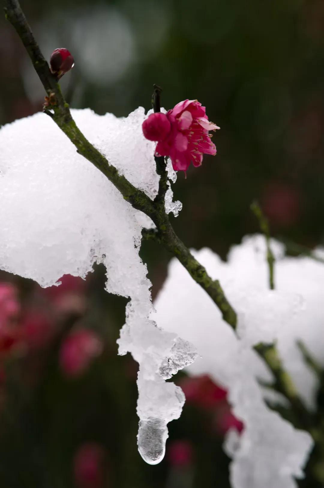 赞美你！冰雪俏佳人——梅(图2)