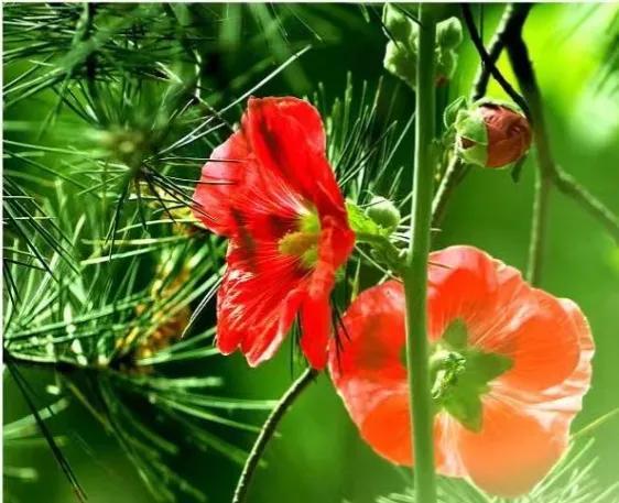 颂冬奥赞女足红叶诗十七首(图14)