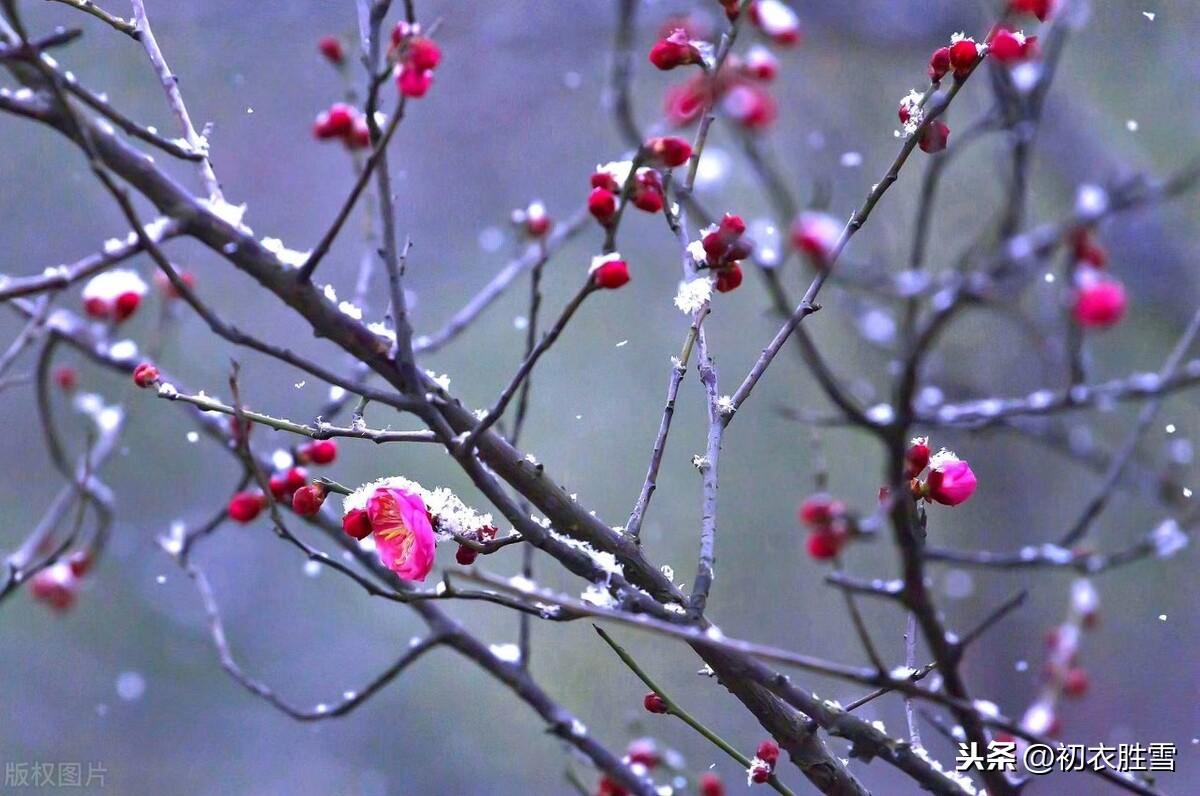 江南初雪六首，风吹雪片似花落，雨雪霏霏(图5)