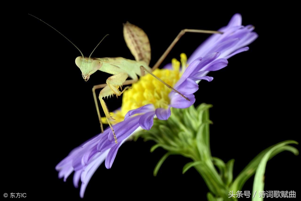 十句国学经典名言，警醒世人，做人，要讲规矩(图3)