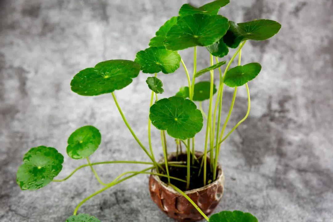 30句凉爽的夏日诗词，天热读一读，从头舒服到脚！(图3)