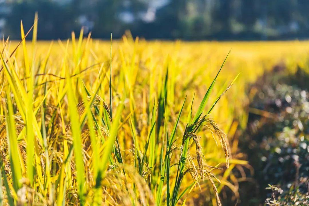 夏日尽，凉风起！30首初秋诗词，人间最美是清秋(图8)