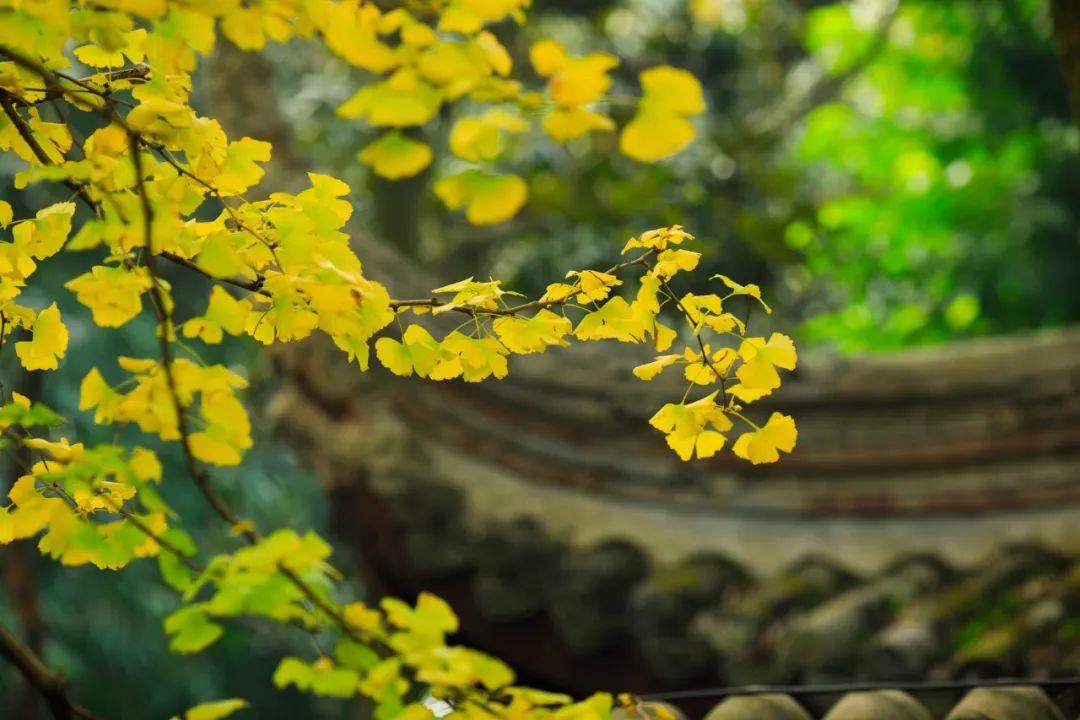 夏日尽，凉风起！30首初秋诗词，人间最美是清秋(图11)