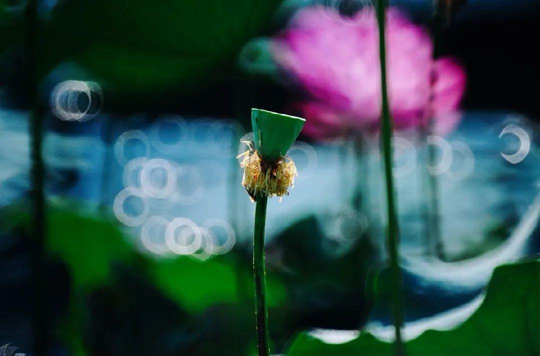 宋词里的夏天最可人(图7)