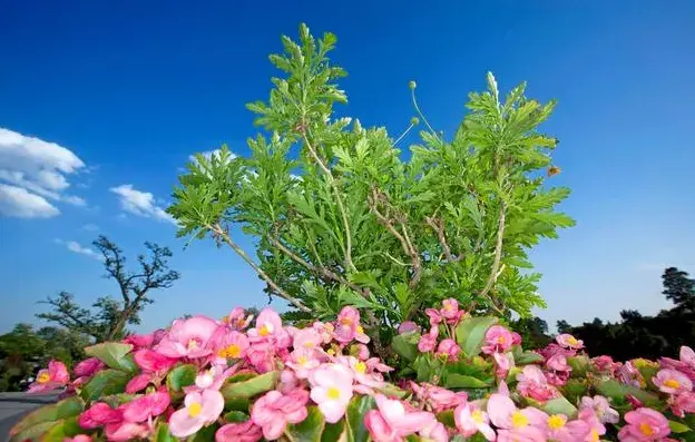 浪漫诗意的爱情句子：曾经再美，终将成为难忘的回忆(图2)