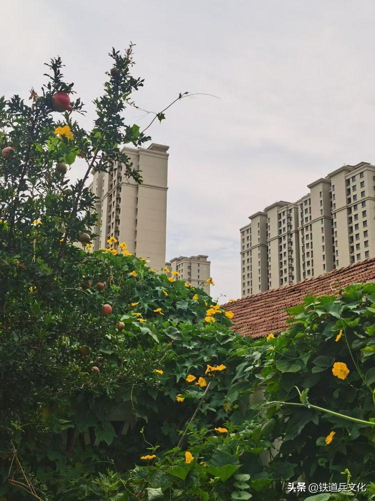 老屋心最暖 秋韵果尤香一一写在故乡的小诗(图16)