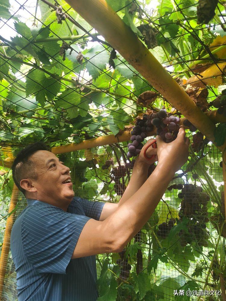 老屋心最暖 秋韵果尤香一一写在故乡的小诗(图32)