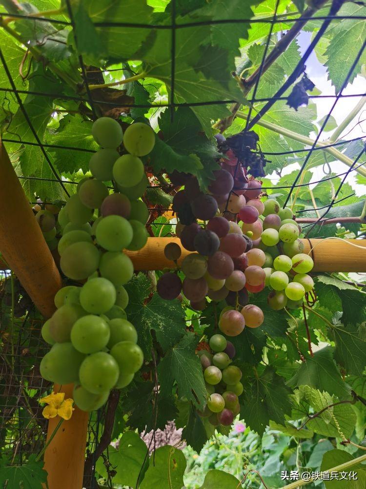 老屋心最暖 秋韵果尤香一一写在故乡的小诗(图33)