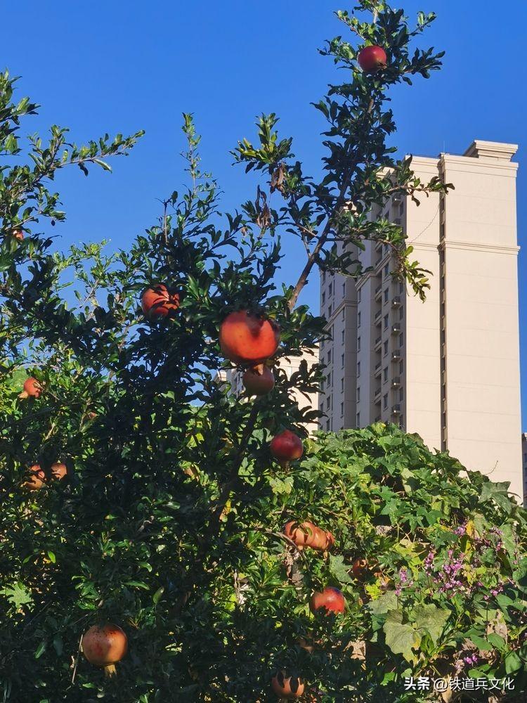 老屋心最暖 秋韵果尤香一一写在故乡的小诗(图34)