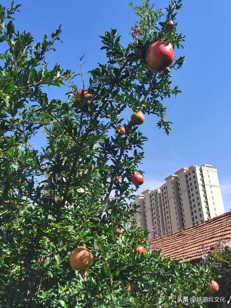 老屋心最暖 秋韵果尤香一一写在故乡的小诗(图44)
