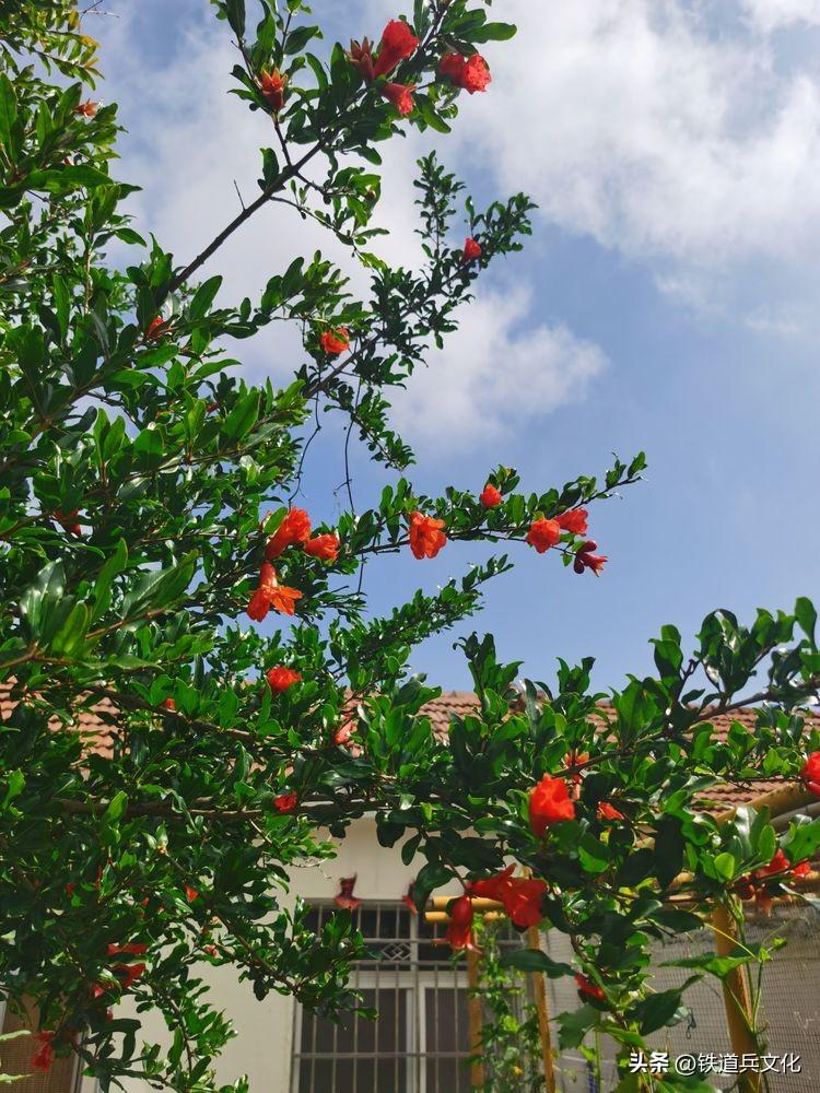 老屋心最暖 秋韵果尤香一一写在故乡的小诗(图45)