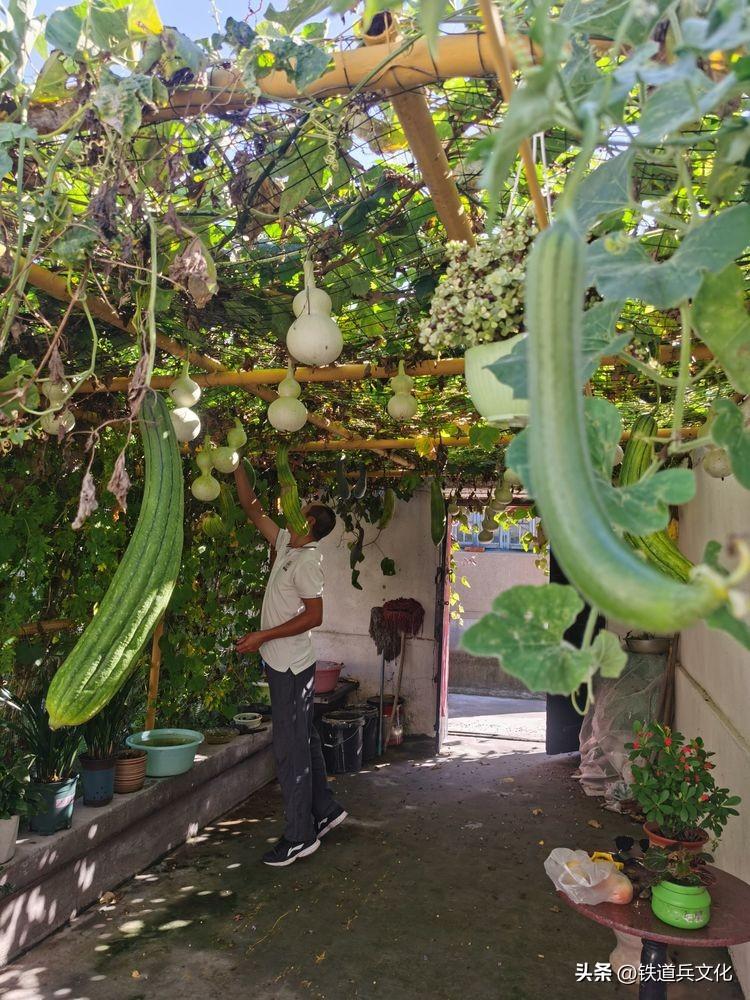 老屋心最暖 秋韵果尤香一一写在故乡的小诗(图48)