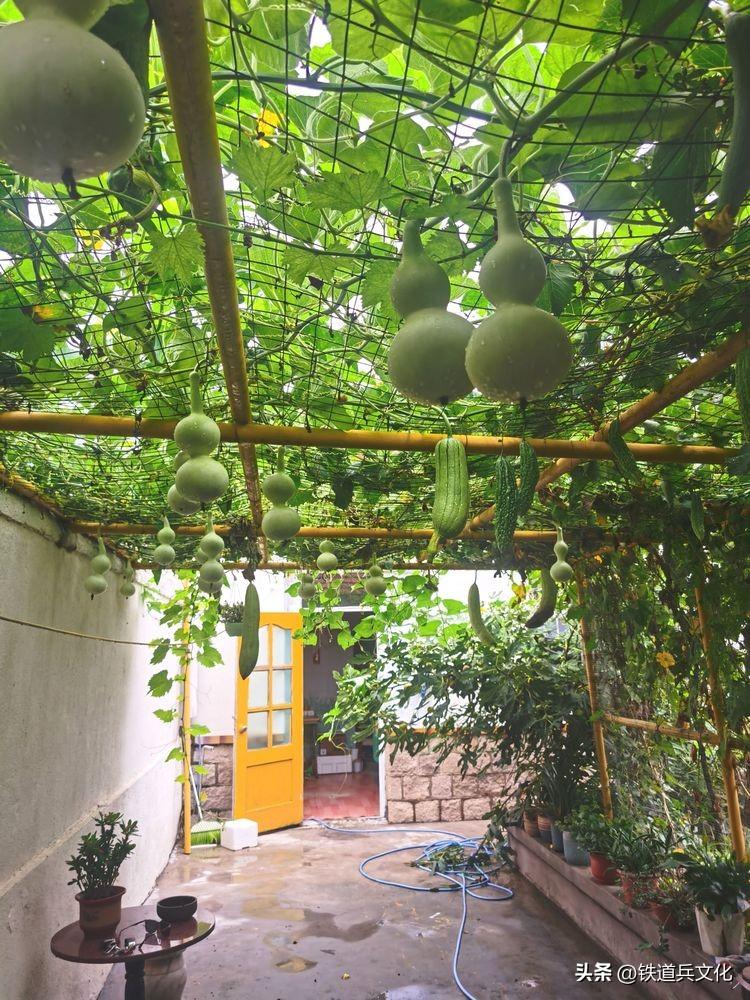 老屋心最暖 秋韵果尤香一一写在故乡的小诗(图55)