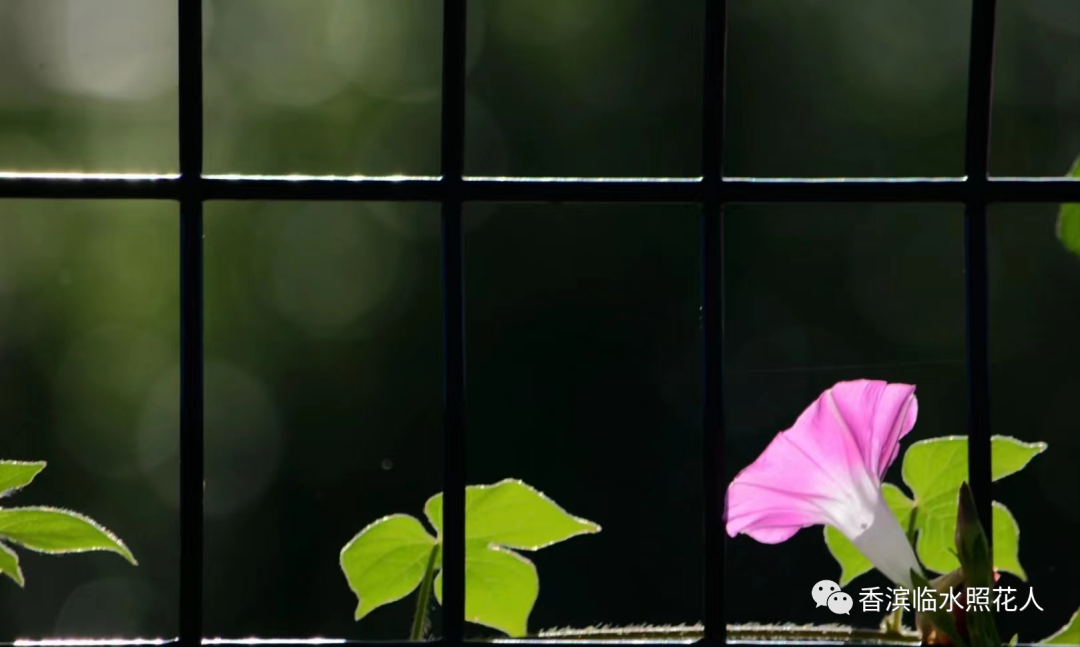 【遇见更好的自己——初中作文】曹闰月《一句名言，影响了我》9(图17)