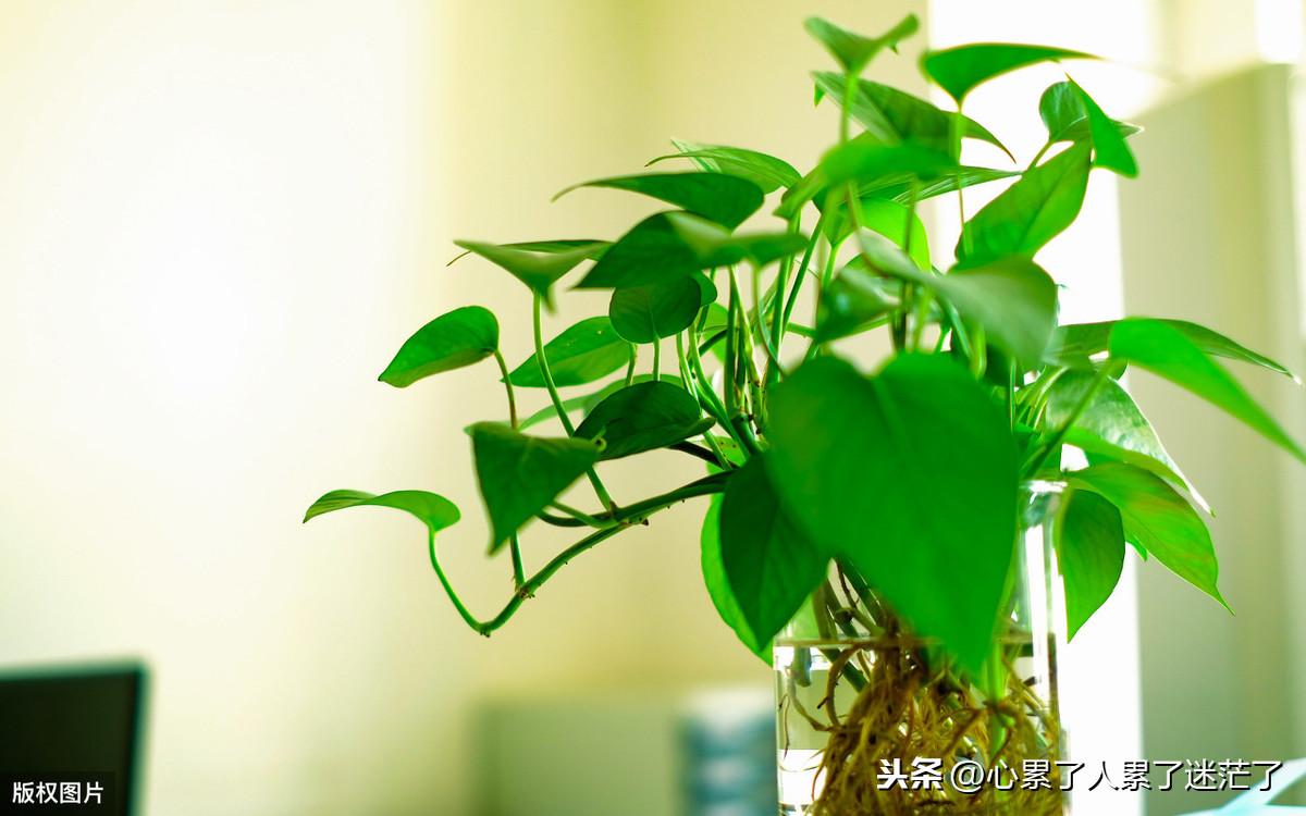 人生感悟经典句子，遇见了心爱的人，可以说是幸运的(图2)