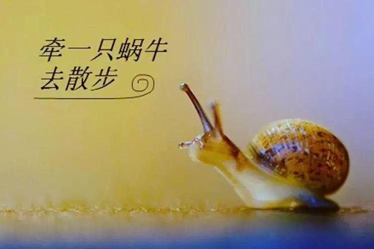 牵着蜗牛去散步（扎心美文，分享给焦虑的父母）(图1)