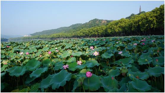 「诗词遇上名胜」西湖：涌金门外柳如烟，西子湖头水拍天(图6)