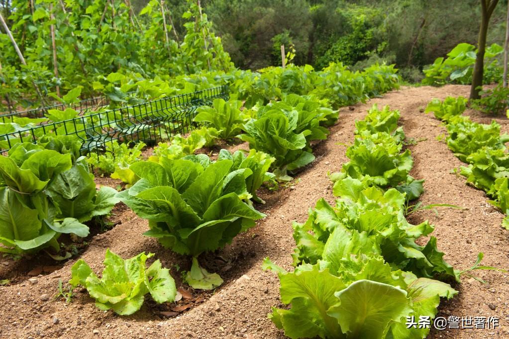 七律.菜园翠绿叶尖舒(图1)