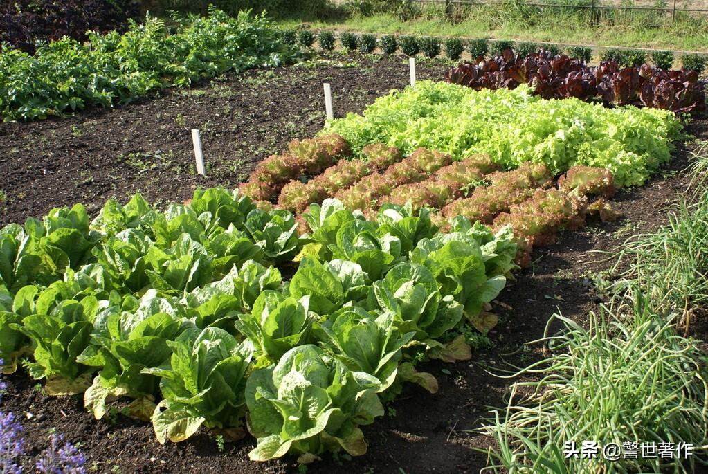 七律.菜园翠绿叶尖舒(图2)