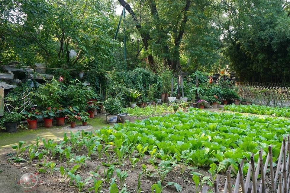 当我老了，买一处小院，种一片菜园，养一院繁花，与一人相守(图2)