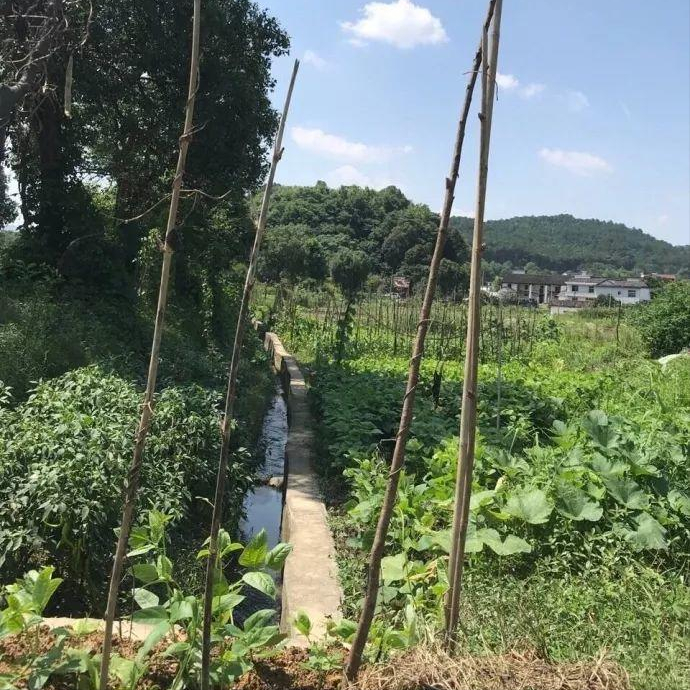 当我老了，买一处小院，种一片菜园，养一院繁花，与一人相守(图4)