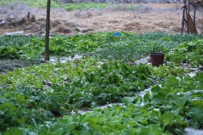 当我老了，买一处小院，种一片菜园，养一院繁花，与一人相守(图7)