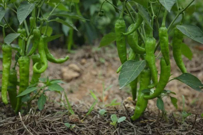 当我老了，买一处小院，种一片菜园，养一院繁花，与一人相守(图8)