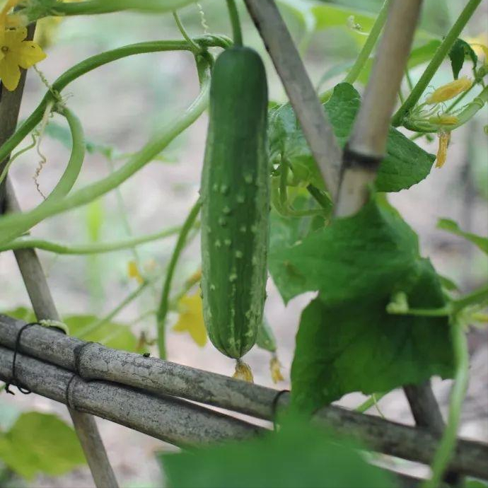 当我老了，买一处小院，种一片菜园，养一院繁花，与一人相守(图9)