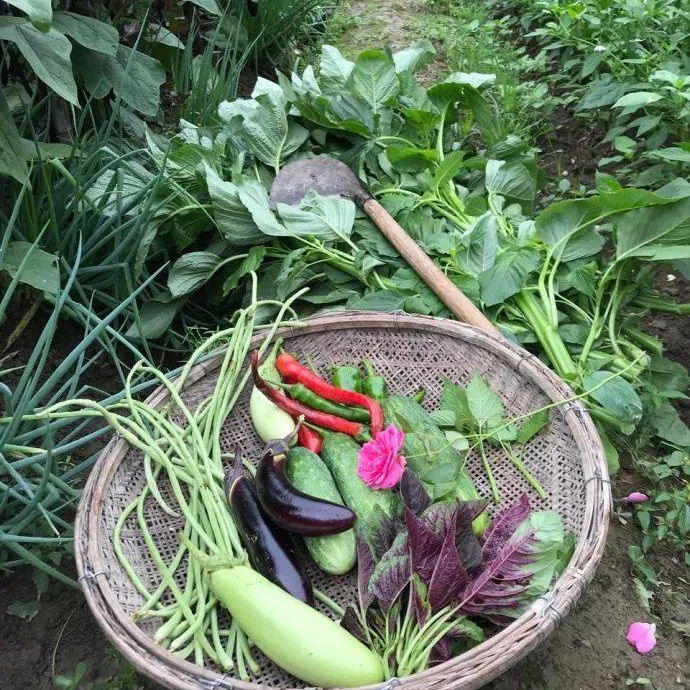 当我老了，买一处小院，种一片菜园，养一院繁花，与一人相守(图12)