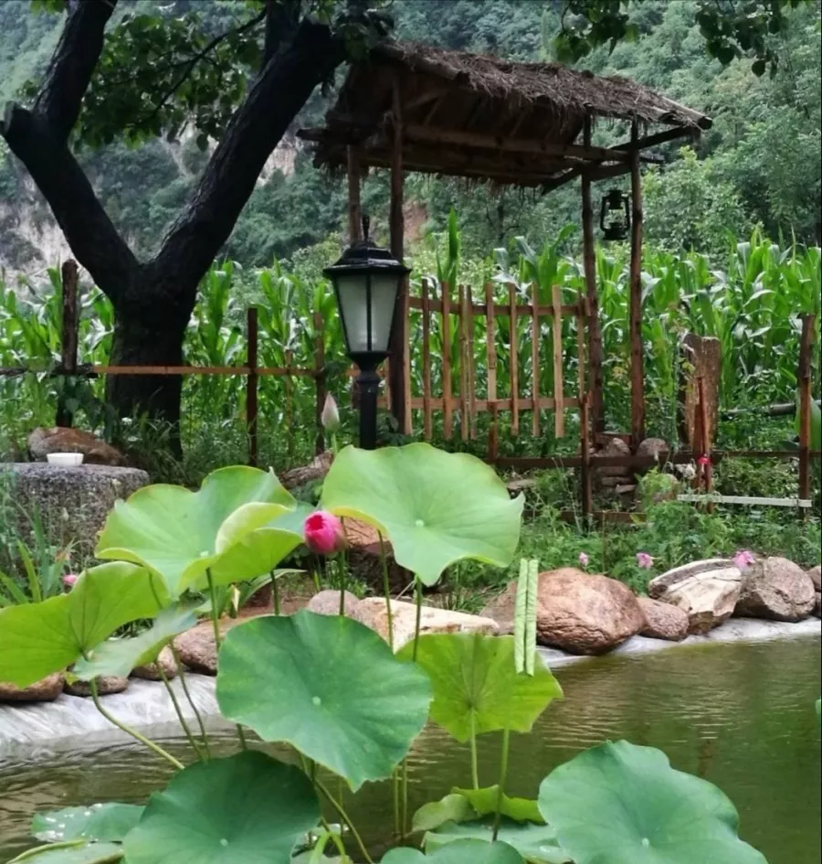 当我老了，买一处小院，种一片菜园，养一院繁花，与一人相守(图15)