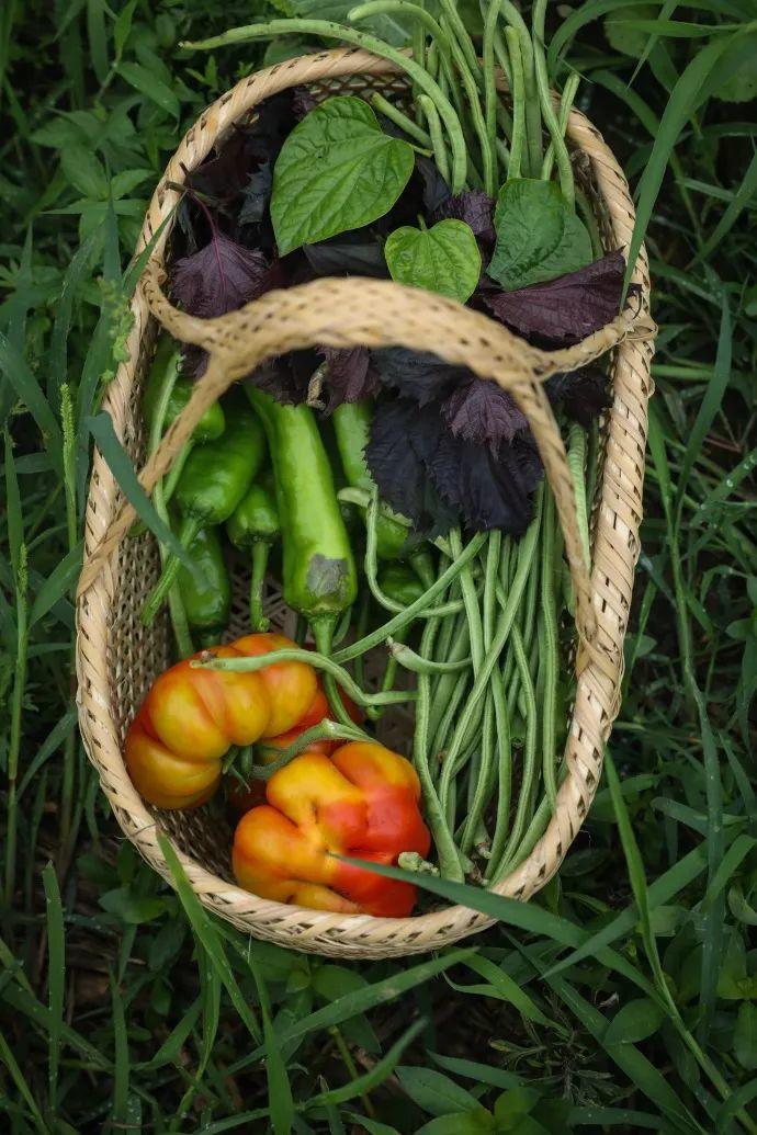 当我老了，买一处小院，种一片菜园，养一院繁花，与一人相守(图16)