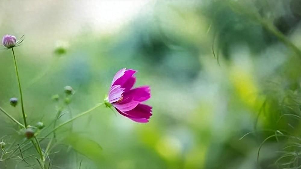 温暖心灵！24句朋友问候的暖心句子(图1)