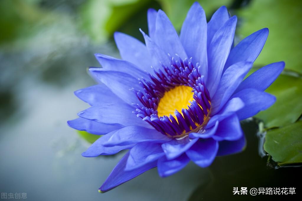 以花为名的歌曲，寄托真情，哪一首歌或花激起了你内心的涟漪(图4)