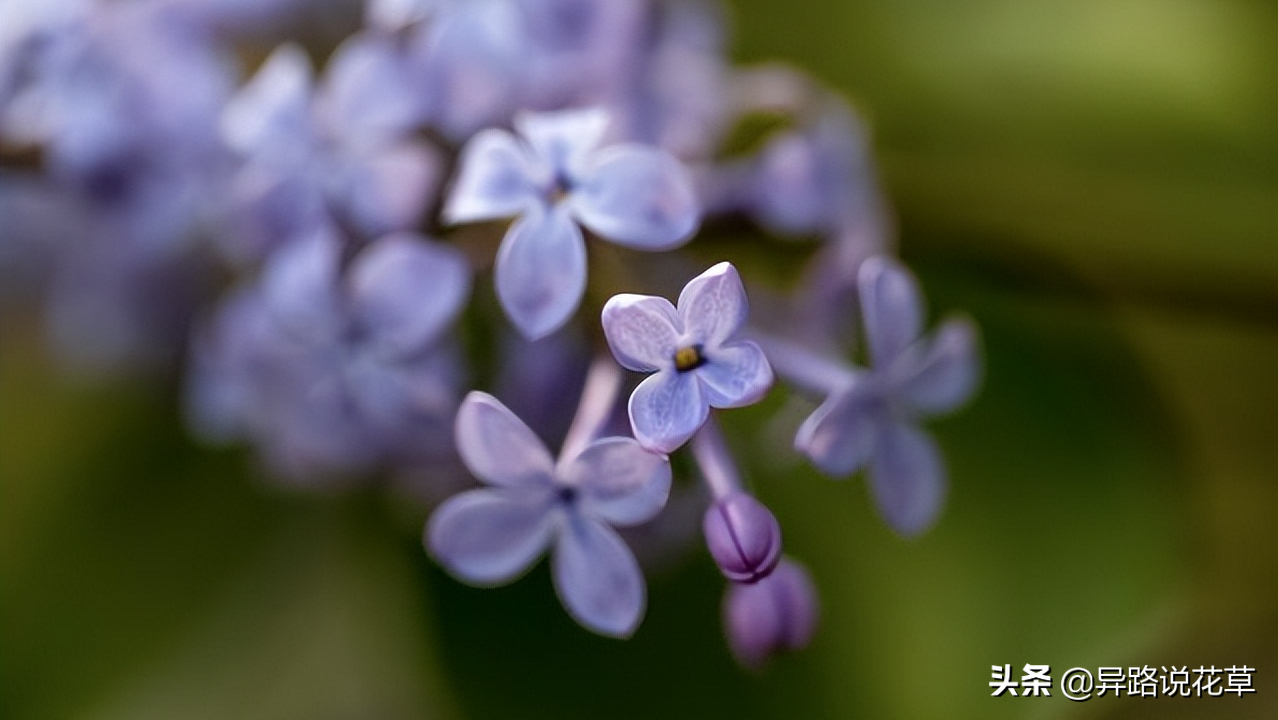 以花为名的歌曲，寄托真情，哪一首歌或花激起了你内心的涟漪(图5)