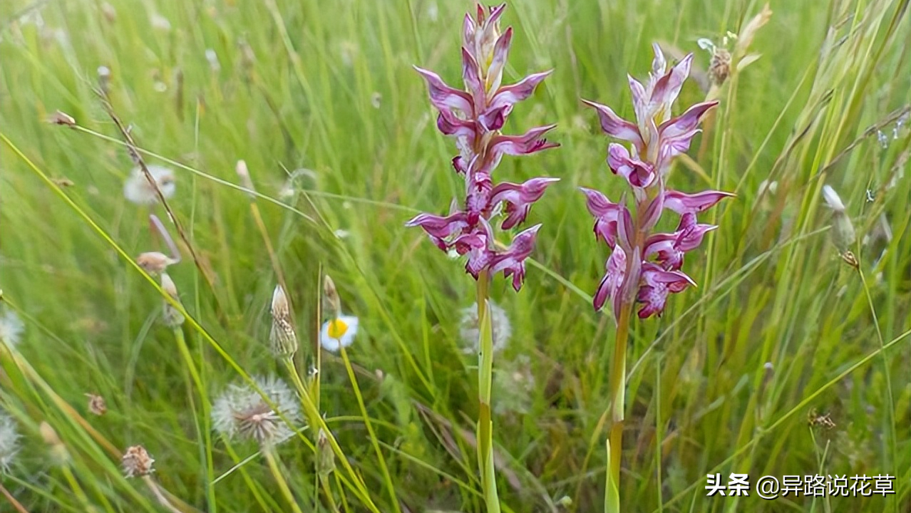 以花为名的歌曲，寄托真情，哪一首歌或花激起了你内心的涟漪(图8)
