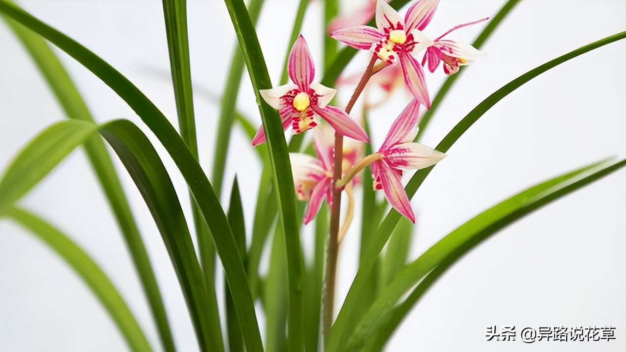 以花为名的歌曲，寄托真情，哪一首歌或花激起了你内心的涟漪(图9)