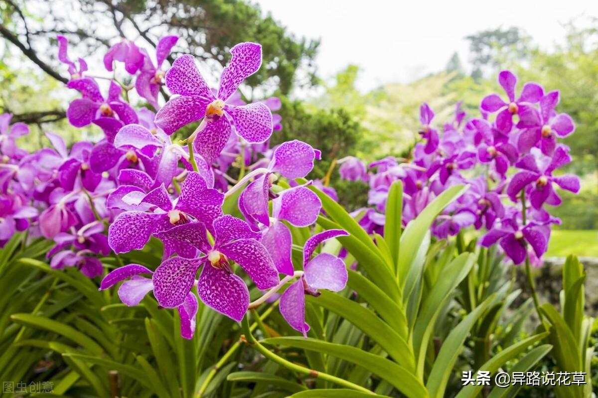 以花为名的歌曲，寄托真情，哪一首歌或花激起了你内心的涟漪(图10)