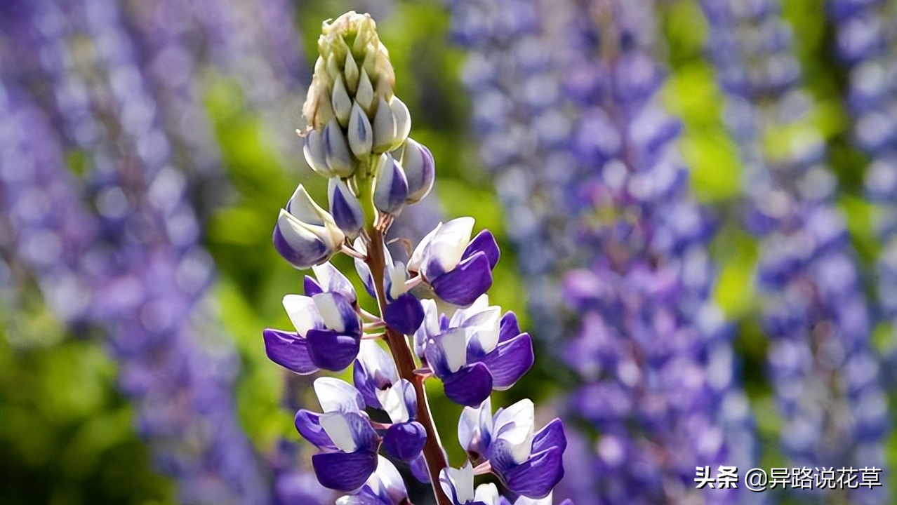 以花为名的歌曲，寄托真情，哪一首歌或花激起了你内心的涟漪(图11)