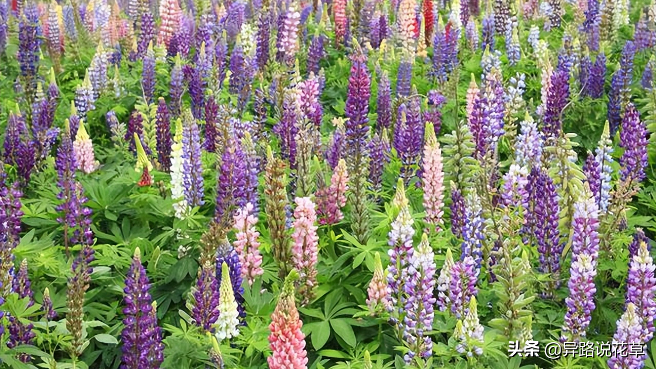 以花为名的歌曲，寄托真情，哪一首歌或花激起了你内心的涟漪(图12)