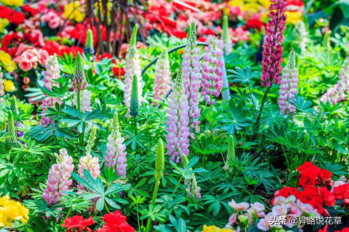 以花为名的歌曲，寄托真情，哪一首歌或花激起了你内心的涟漪(图14)