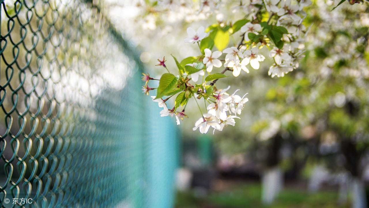 走着走着,已然找不到回去的路了(经典美文)(图1) 走着走着,已然找不到回去的路了(经典美文)(图1)