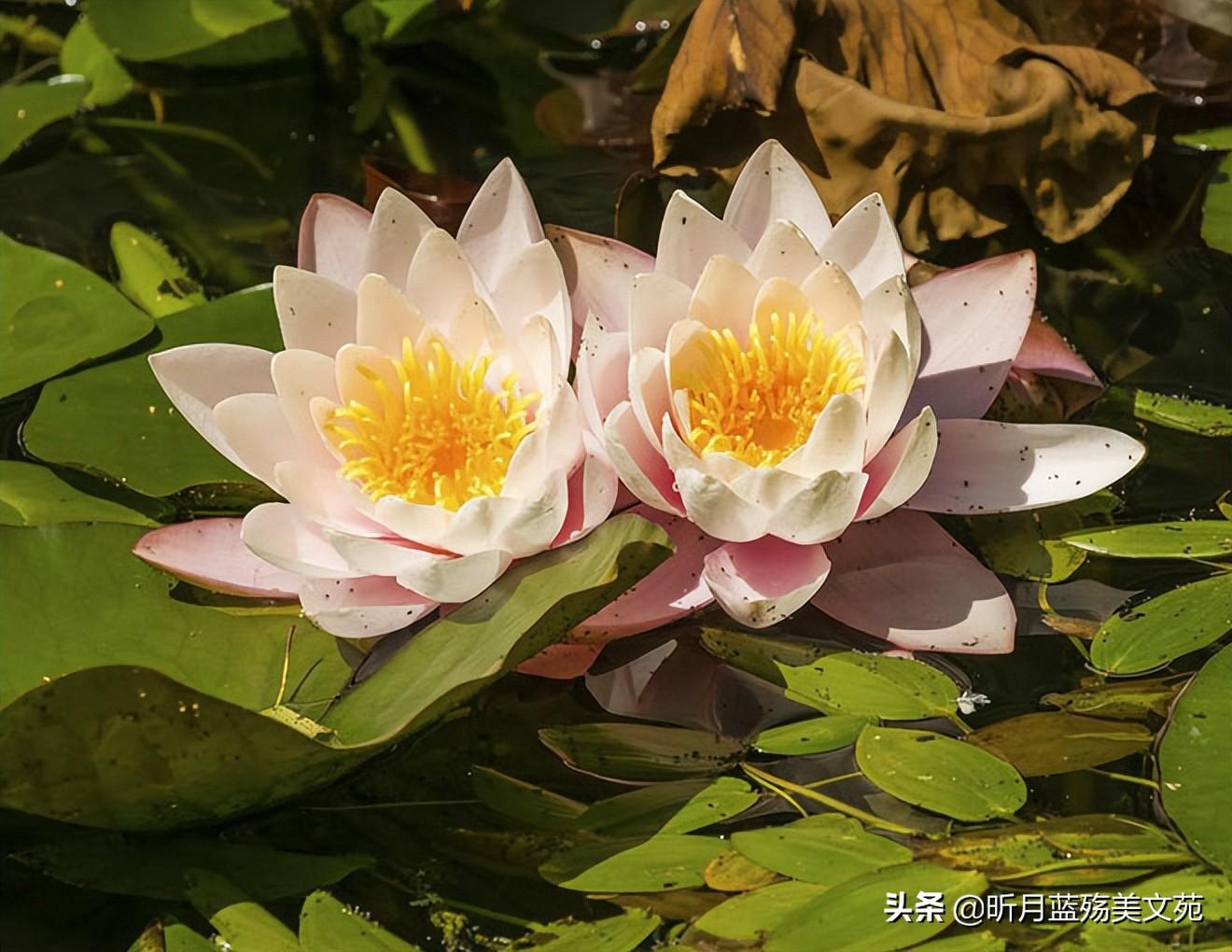 心上有个你，无言也美丽(图1)