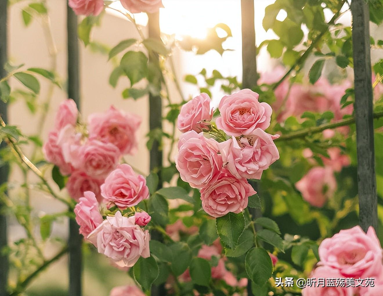 心上有个你，无言也美丽(图2)