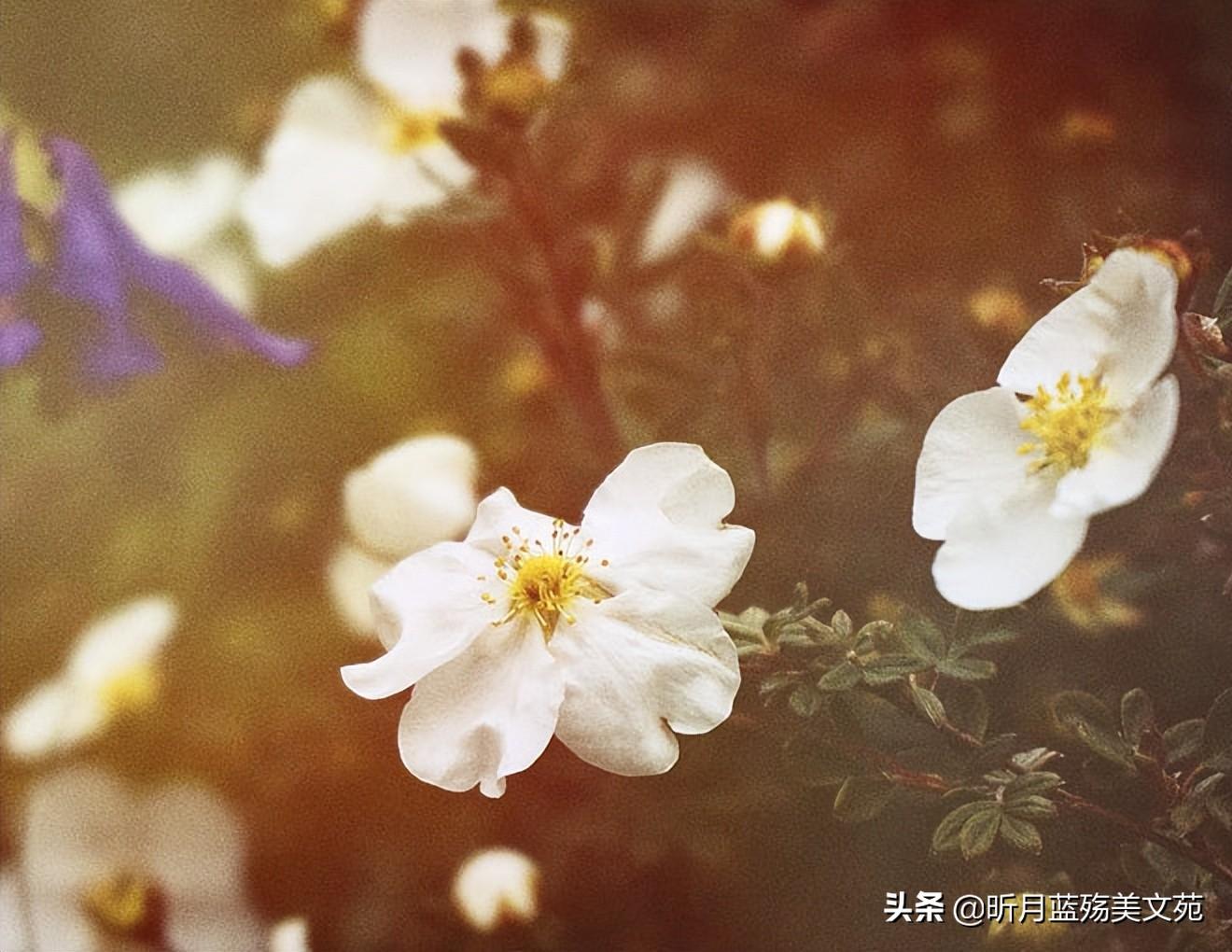 心上有个你，无言也美丽(图5)