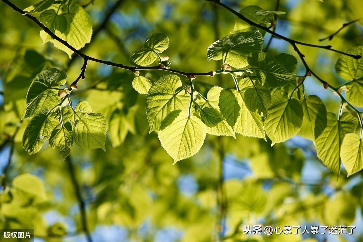 人生感悟经典句子，每个人的心中，都藏着没来由的空虚(图3)