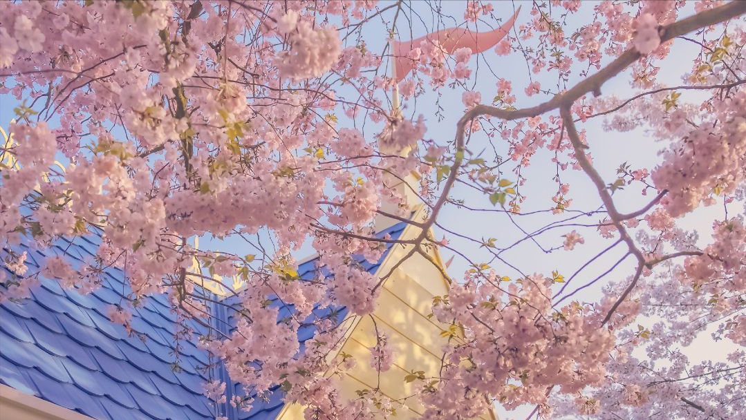 张国荣说：真正的告白，要从收到一束花开始(图2)