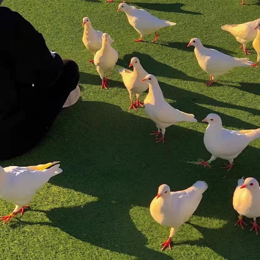 给爸爸妈妈的暖心文案(图1)