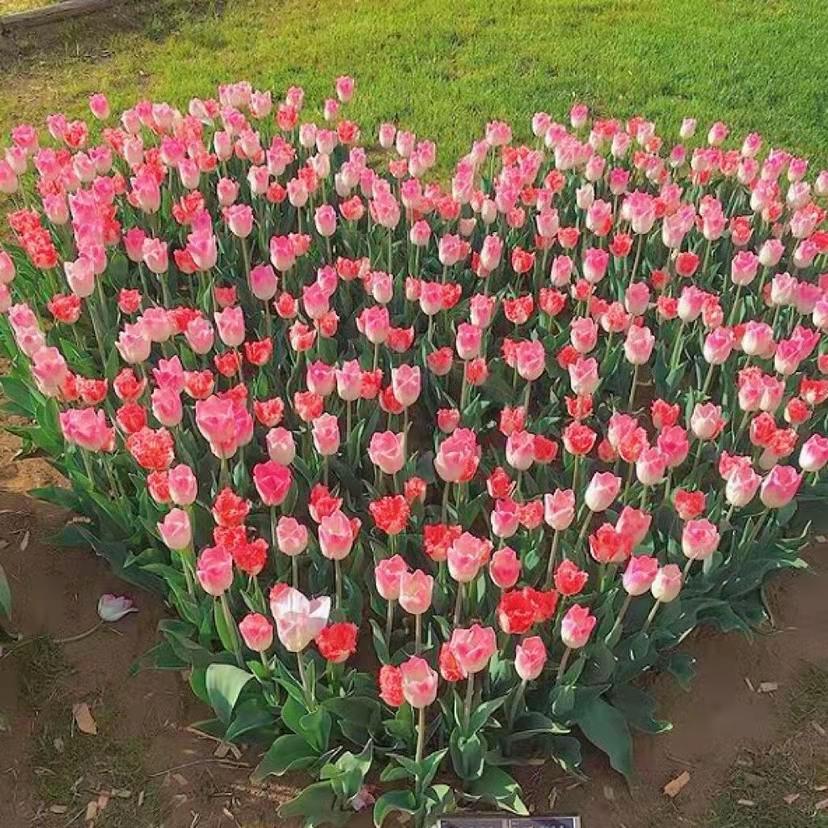 给爸爸妈妈的暖心文案(图2)