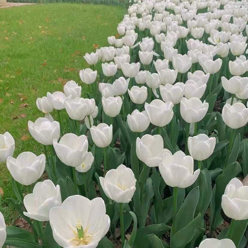 给爸爸妈妈的暖心文案(图4)