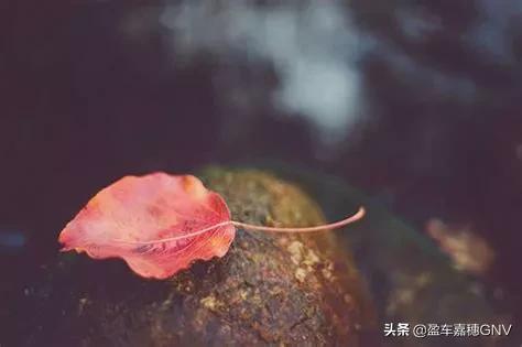 摘抄｜遗忘有一把竖琴，记忆用它弹奏无声的忧伤(图2)